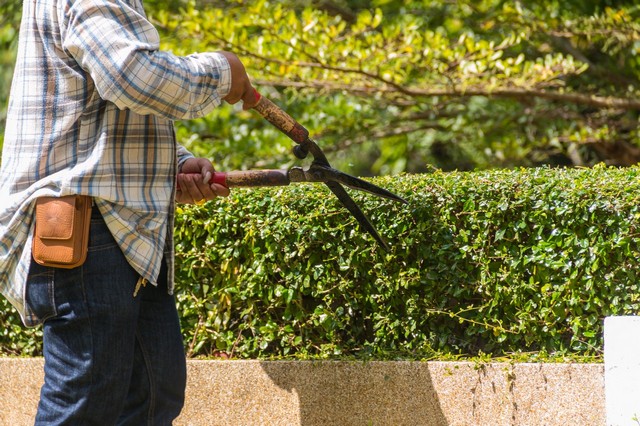 Garden Maintenance Enfield, EN1